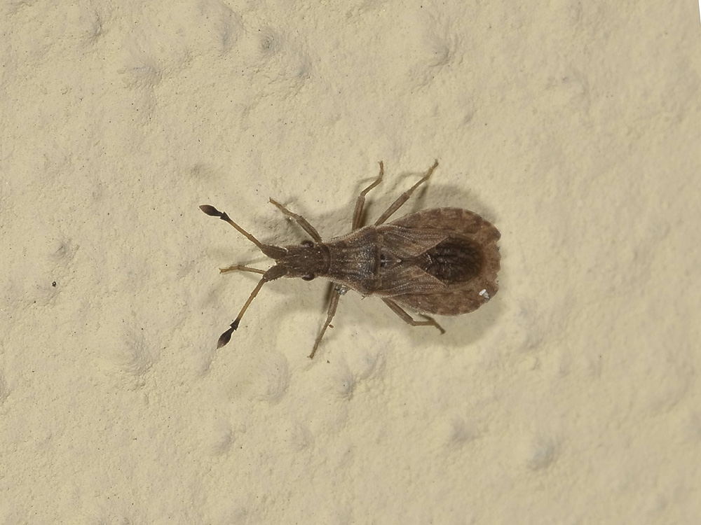 Coreidae: Spathocera lobata d''Abruzzo (CH)